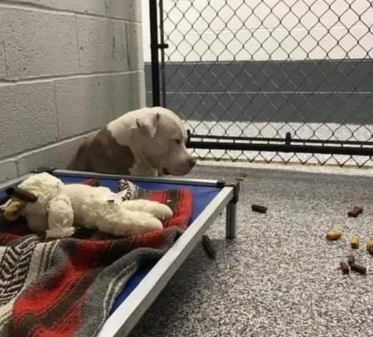 EscolaDaViidm's tweet image. Quando um cão é entregue a um abrigo — porque se perdeu, porque alguém se mudou, porque a casa nova não aceita animais ou simplesmente porque a família se cansou dele — é isto o que acontece:
Eles ficam sentados em silêncio, esperando que você volte. Não por horas. Não apenas por