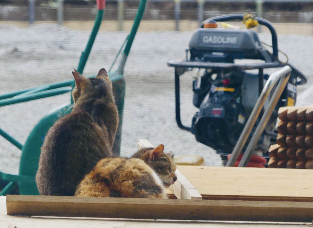 今日は2月22日、猫の日ニャ〜🐈‍⬛ 工事現場、ネコと一緒ですニャ〜ww