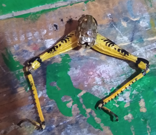 Hice esto cuando estaba en 2do de la secundaria