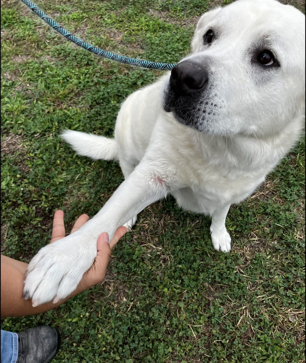 South Texas Animal Rescue Group, AKA STAR Group tweet media