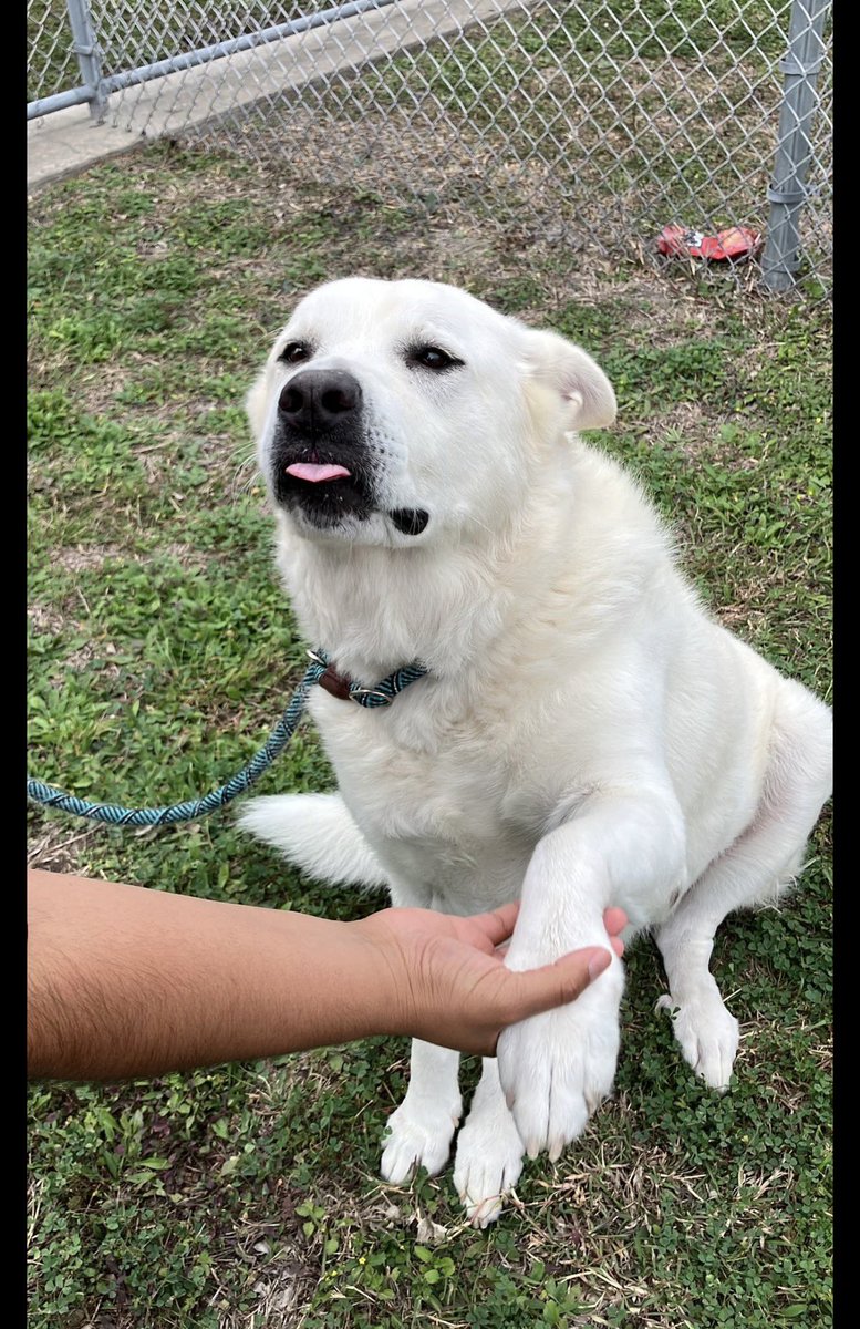 South Texas Animal Rescue Group, AKA STAR Group tweet media