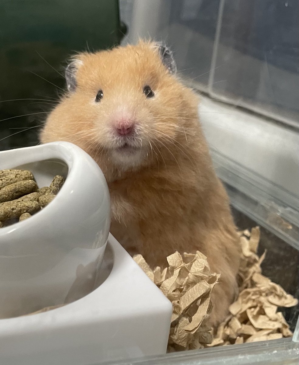 miso_daifukuham's tweet image. 人間の視線が気になりますねぇ...
→特にオマエ‼️