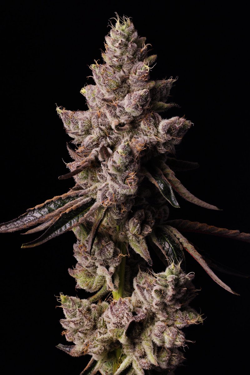 SeedJunky tweet media