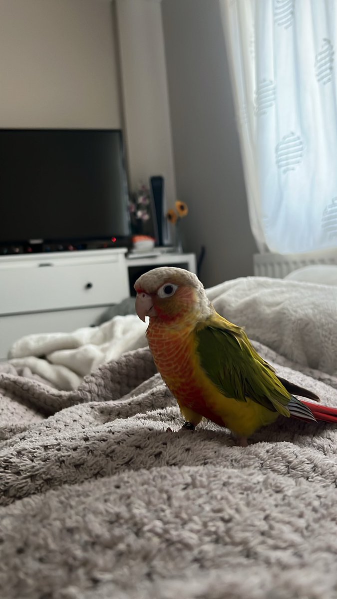 bickleback's tweet photo. @Garrett_Watts this is freddie the green-cheek conure. he is a very mean little bird and he bites at any given moment. we got him when my grandad died and he had no where else to go https://t.co/I314xIMCUf