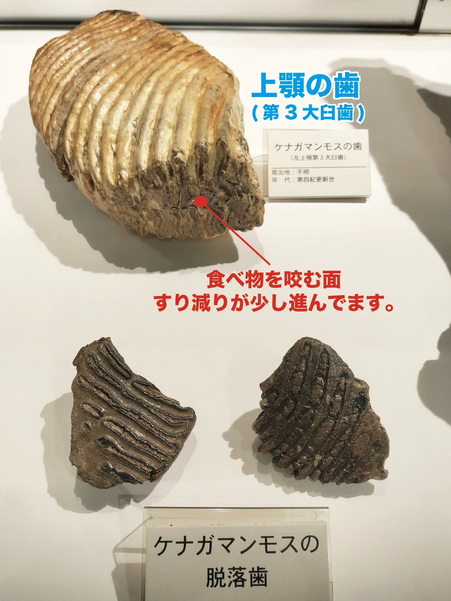 ゾウは大量の餌を食べて常に歯がすり減るため、5回も歯が生えかわり