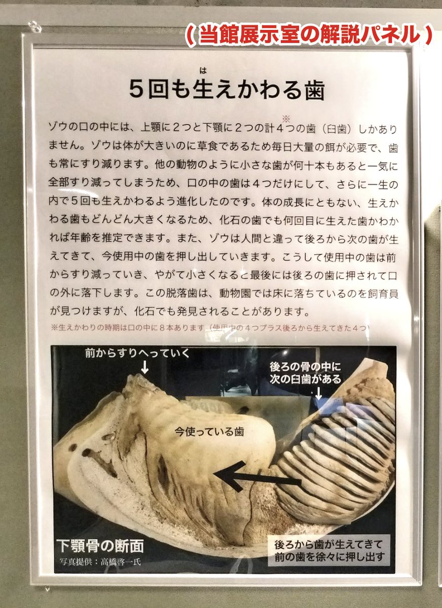 ゾウは大量の餌を食べて常に歯がすり減るため、5回も歯が生えかわり