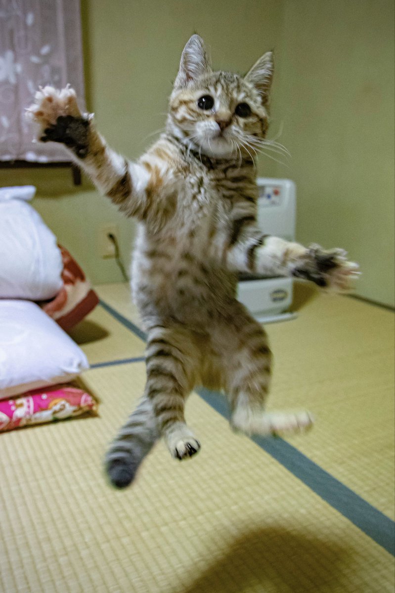 nOh1To's tweet photo. #猫の日なので今まで撮った中で最高の猫写真貼る

キャットフライ (DQⅢ) https://t.co/wU9ZfokKgb