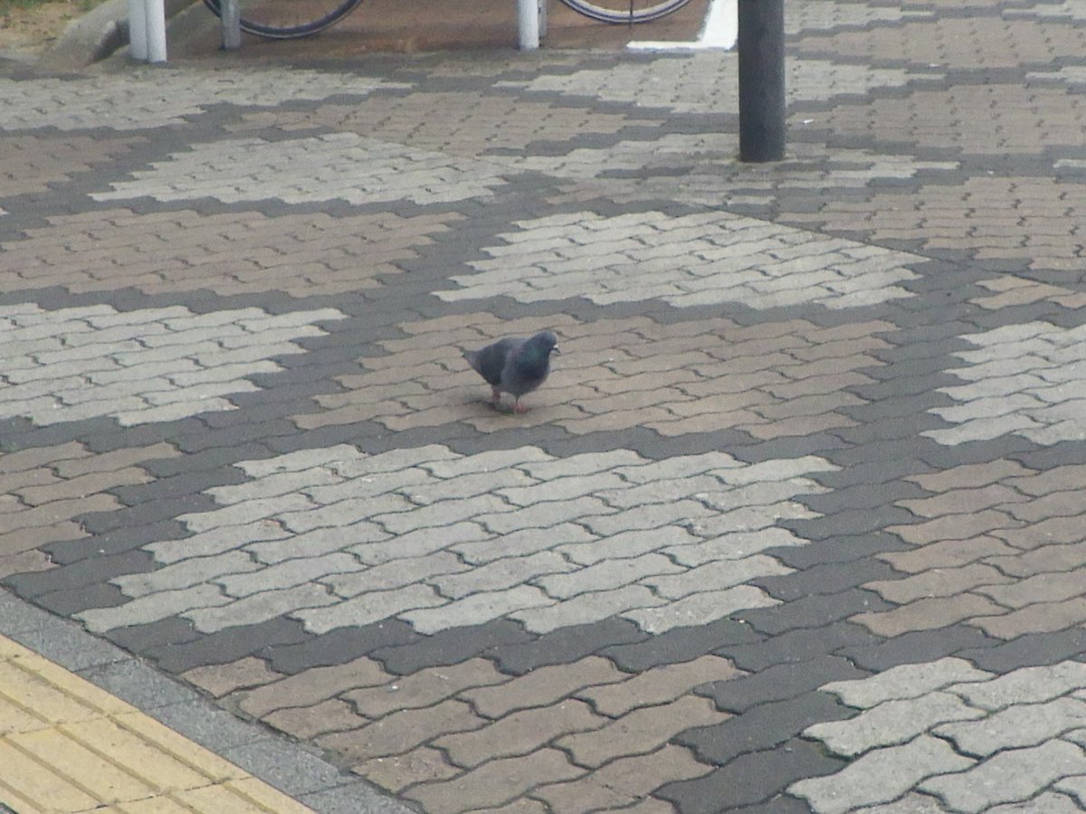 おはよう歩道のドバト