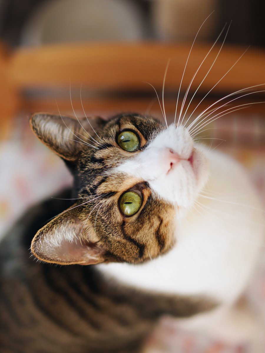 彩川 菜々ฅ'' tweet media