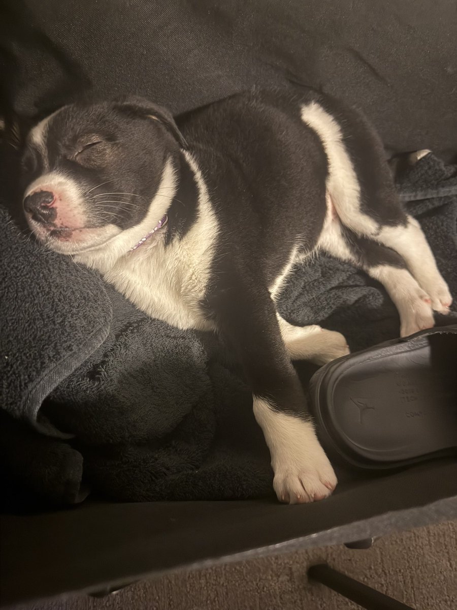 inspiremex's tweet photo. Meet Sombra.. my new girl. Shes sooo cute I have to post pics https://t.co/b6Y3O2ar0n