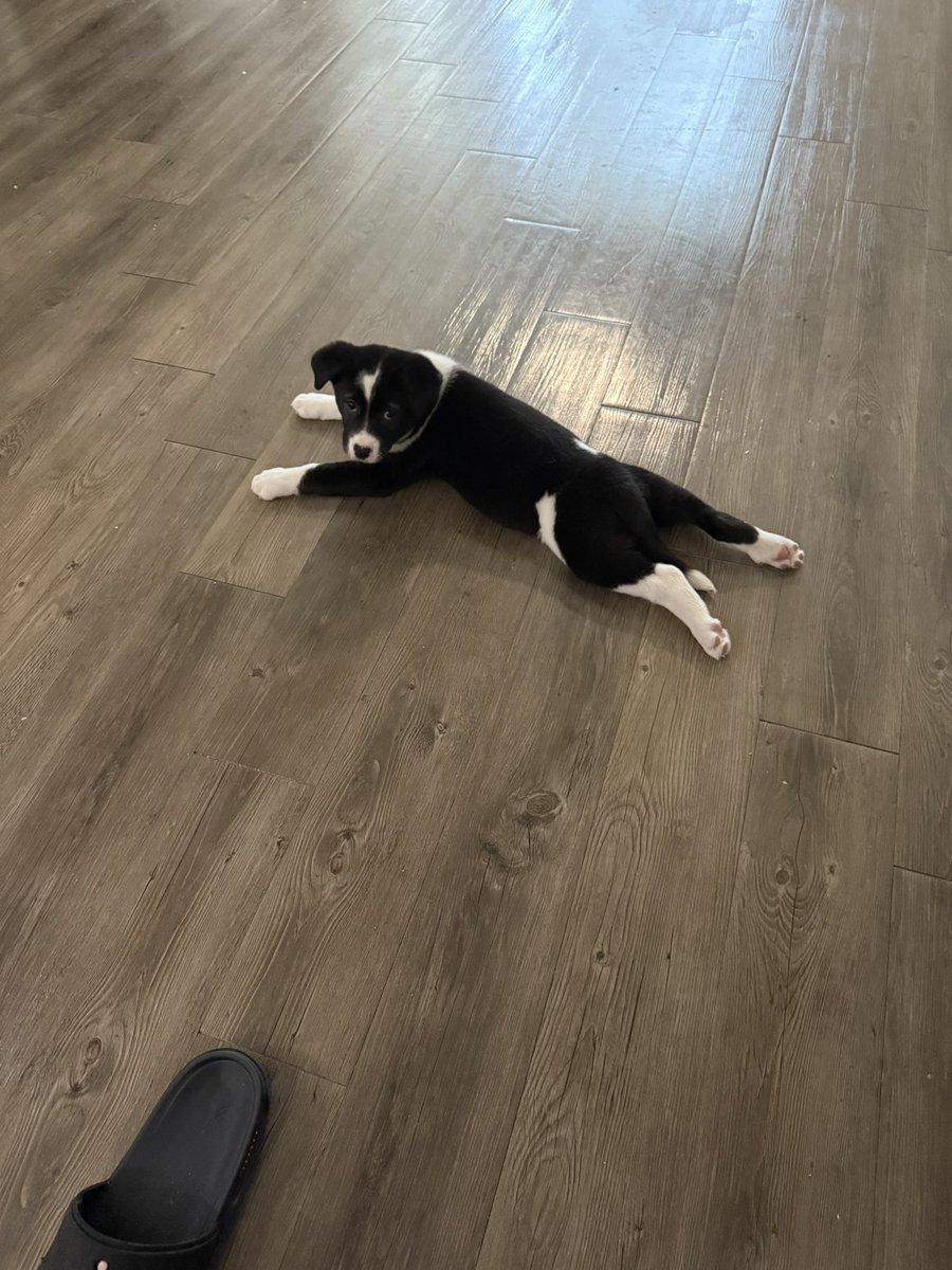inspiremex's tweet photo. Meet Sombra.. my new girl. Shes sooo cute I have to post pics https://t.co/b6Y3O2ar0n