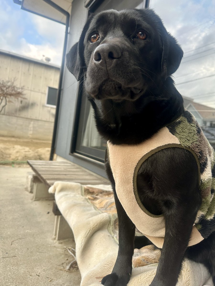 今日は猫の日らしいですが、こちらもよろしくの犬🐶 （ボールが行方