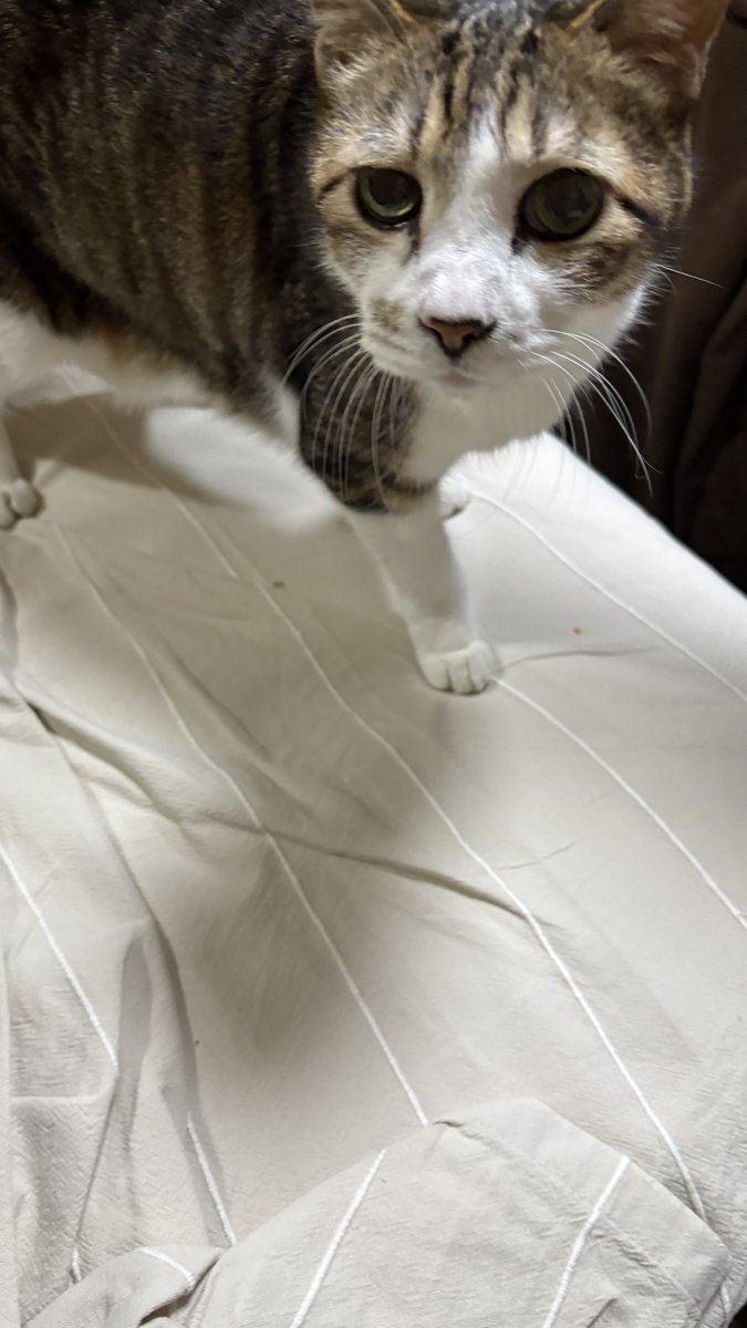 Post by KIZAN518@M3ｰ2026春R-02a on X: 今日は猫の日か