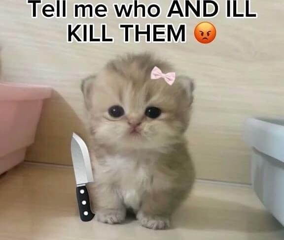 smol silly cat (@catsillyness) on Twitter photo 