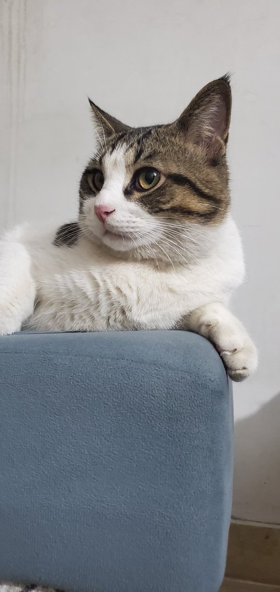 SiddiquiZadaa's tweet image. May your home be filled with the enchanting melodies of contented purring and the graceful elegance of your cats. Happy Cat Day 2026..

#HappyCatDay #February22nd #JapaneseCatDay #猫の日