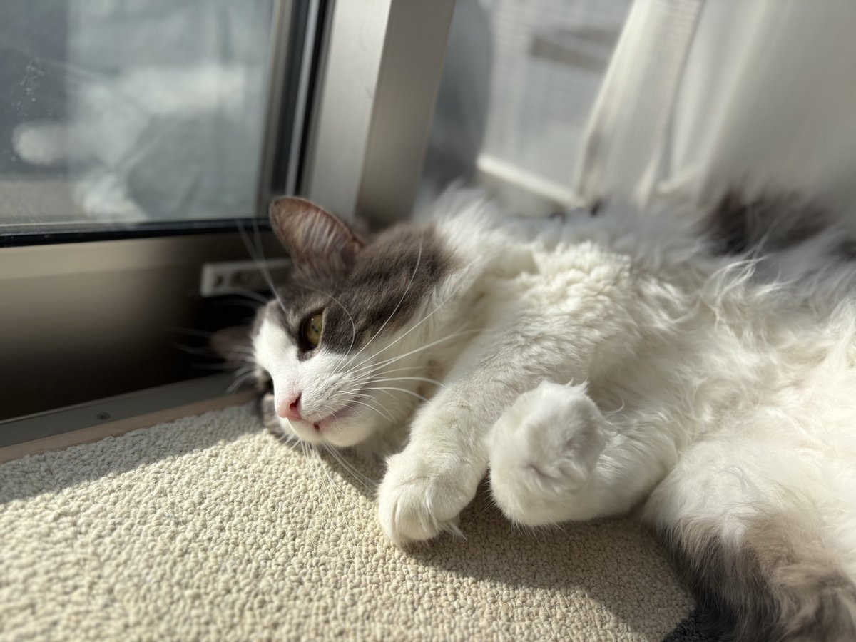 あ～…いい天気ニャァ🐈 みいちゃんのおかげでいっぱい買い物できたニャ