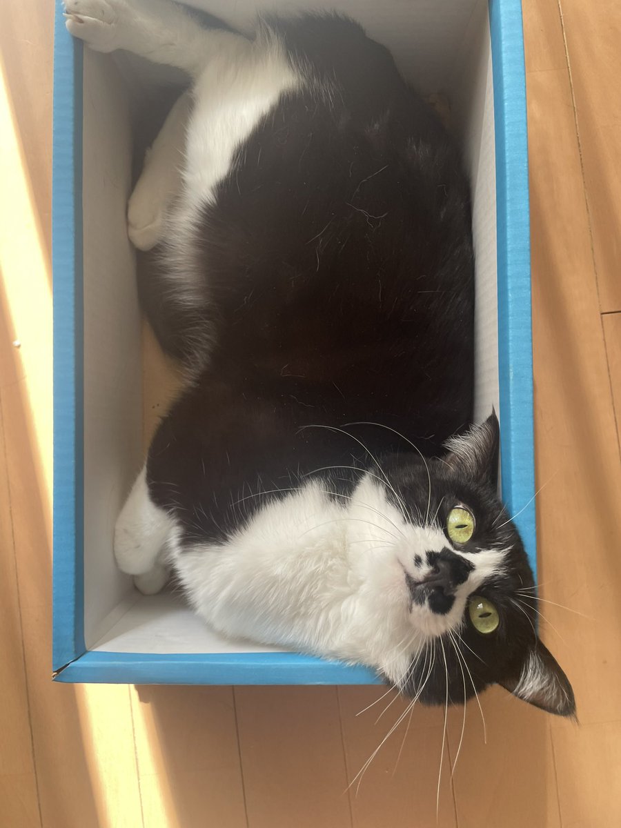 にゃんにゃんにゃん🐾 今日も元気なななちゃんです☺️