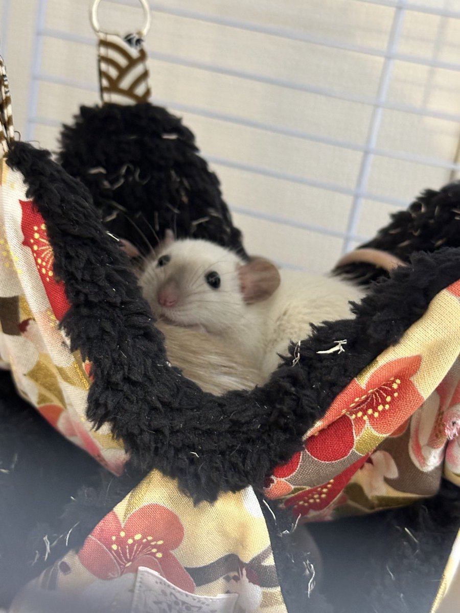 くるくるBox tweet media