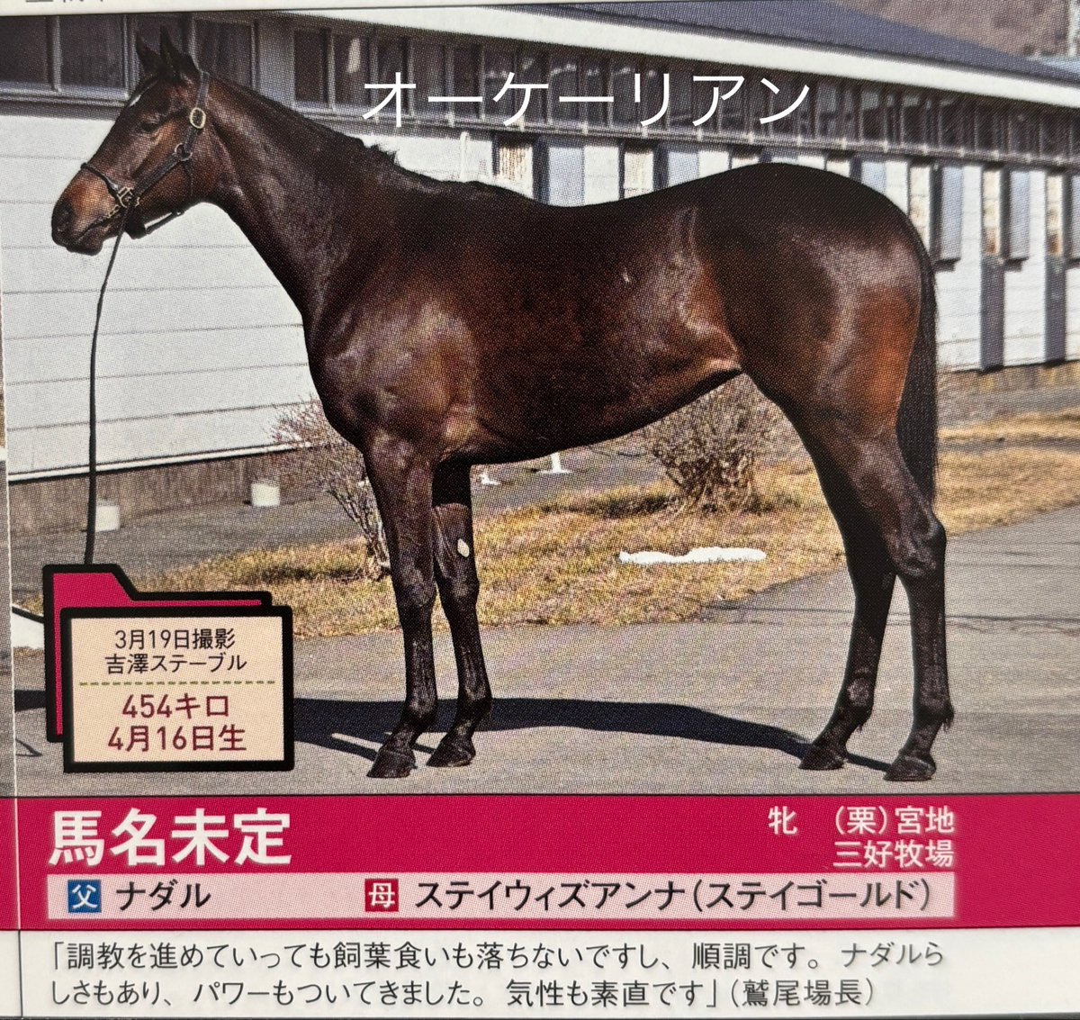 本日の【3歳新馬】阪神4R “競馬王のPOG本”掲載🐴さん ⏰11:25発走