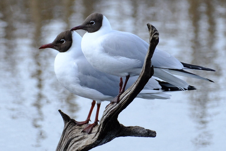 Night, night…
Northumbria