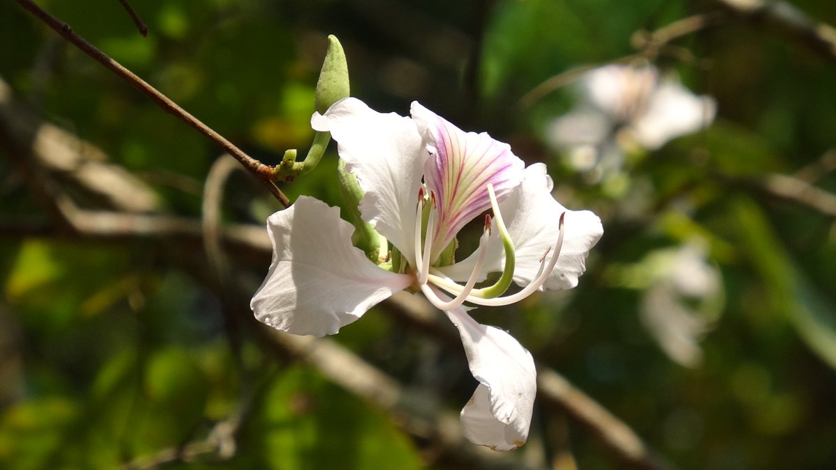 องค์การสวนพฤกษศาสตร์ tweet media