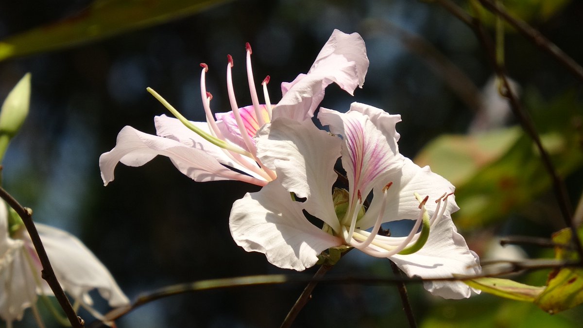 องค์การสวนพฤกษศาสตร์ tweet media