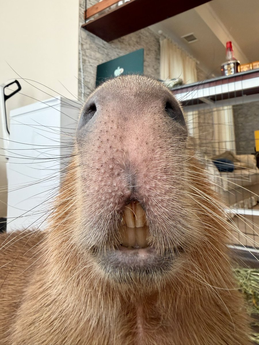 愛知カピバラ飼育養成所 tweet media