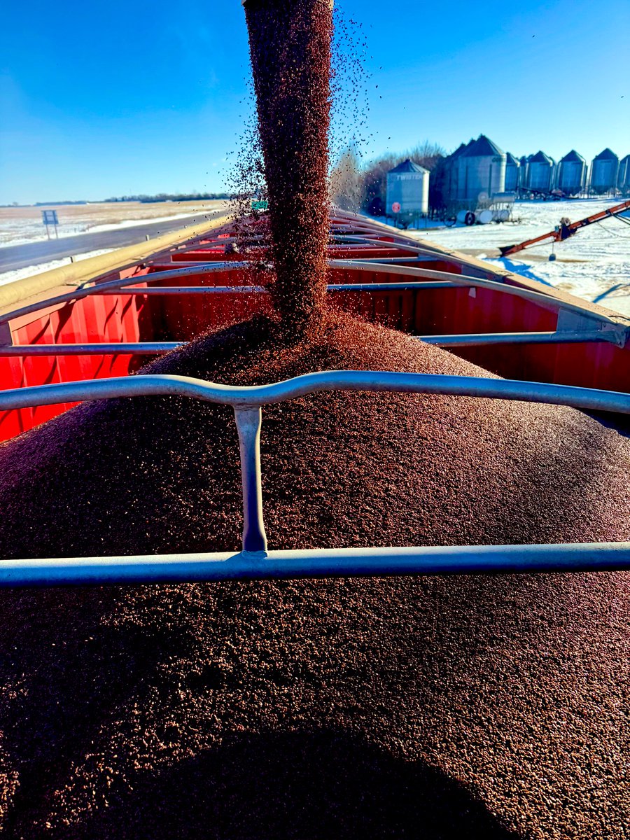 Blumer Seeds tweet media