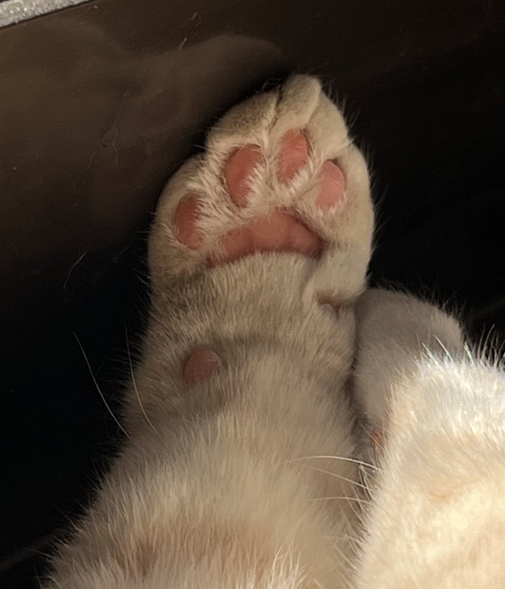 完全室内肉球2セット