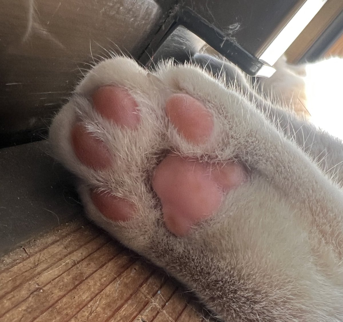 完全室内肉球2セット