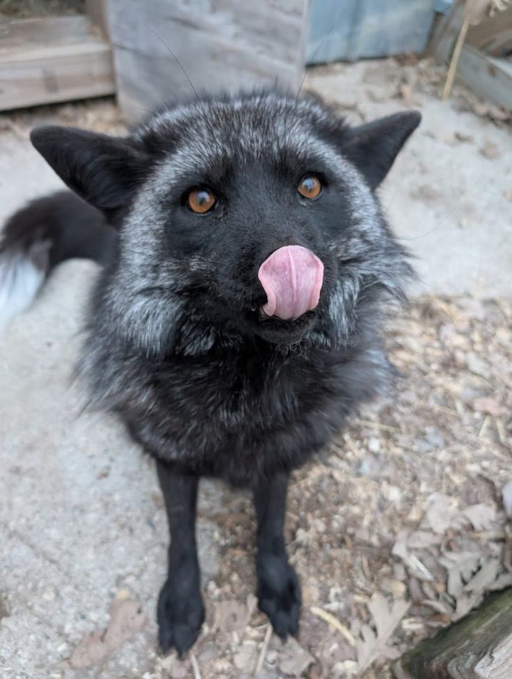 Perhaps?? Idk. Someone lmk