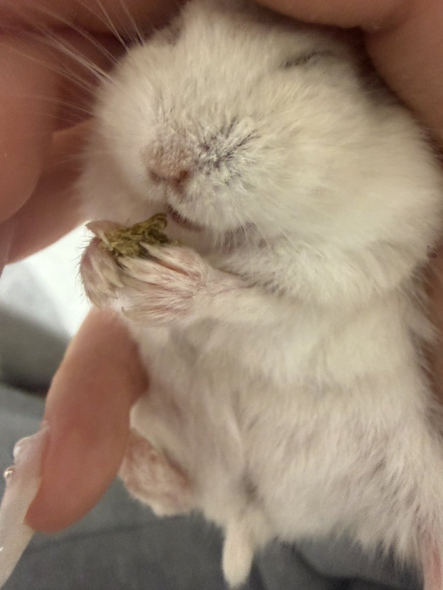 oh1rune_zzz's tweet image. 