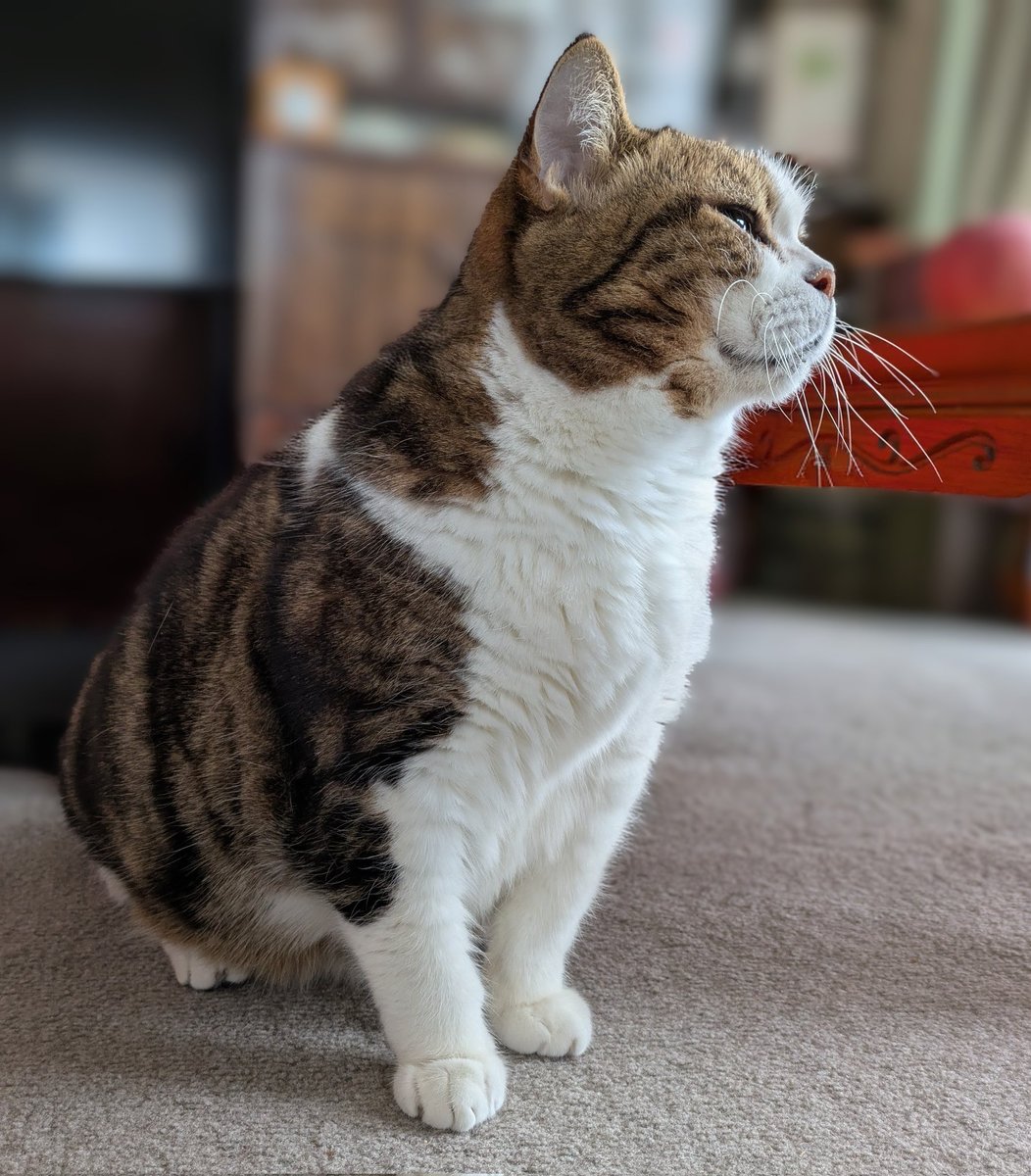 ねこもにんげんも
すべてのいきものが暮らしやすい世でありますように
今日は猫の日