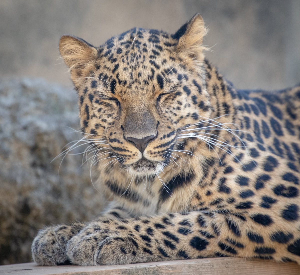 むぎ (@mugimugi_z) / Posts / X