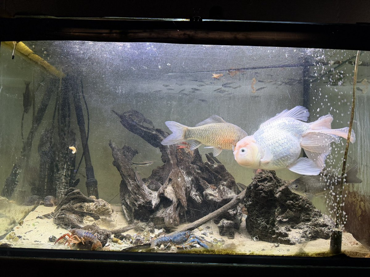 去年？一昨年？の夏に祭りで捕まえた金魚がクソほどデカなってる最初フナみたいなやつに追いかけ回されてたけど今じゃフナが金魚にずっとついて行ってる
メダカ追いかけて食うし肉食化してきてるし
ザリガニもそこらへんで拾ってきて赤から青になってるし実家の水槽おもろい。