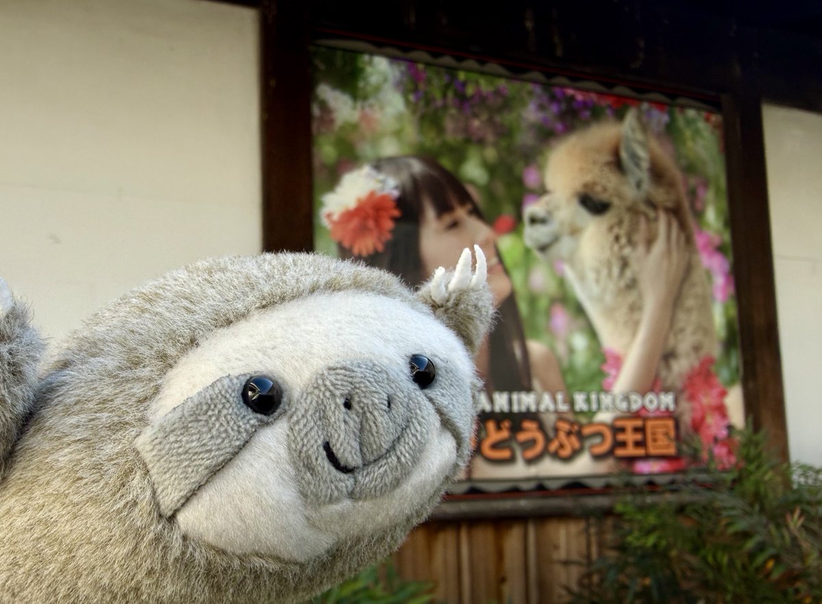 ナマケモノ研究所(The sloth research center)🦥 (@sametyphoon