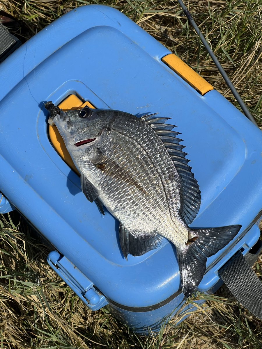 ふなっしー💙 (@funassyi) / Posts / X