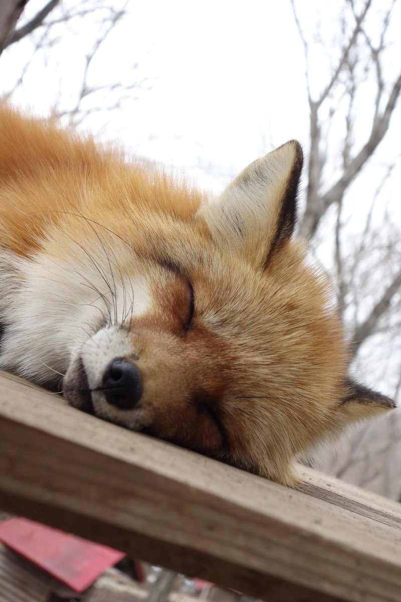 #寝狐の日