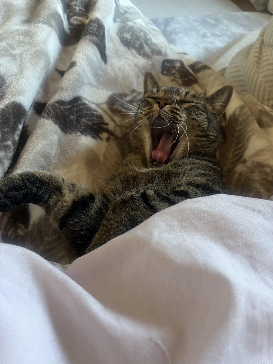 yusara0521's tweet photo. 2026.2.22 ネコの日 猫

 #猫  #猫のいる暮らし  #ネコ https://t.co/pI0woiFNGi