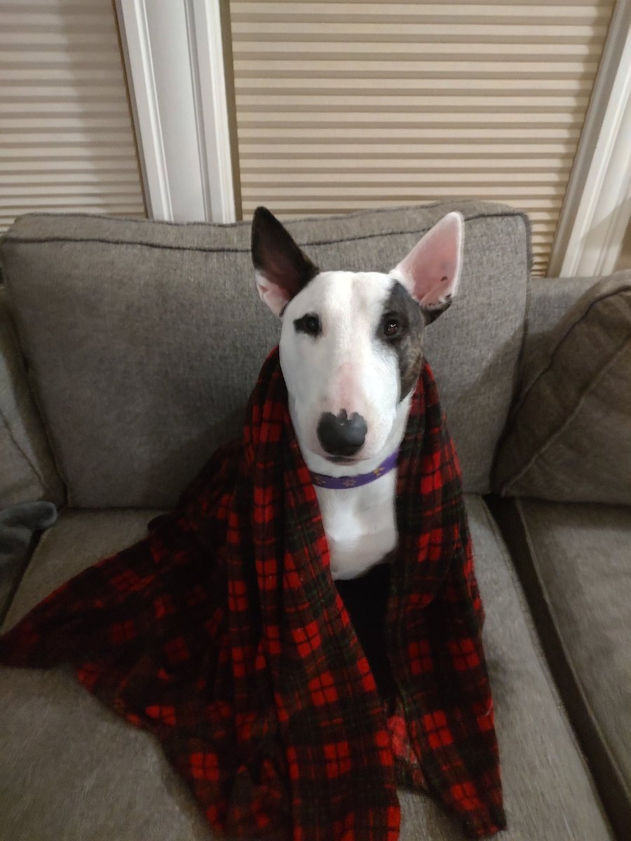 rexthetvterrier's tweet image. Well, we're all ready for the big storm that's coming tomorrow night.  Plenty of food, snowblowers are gassed up and I've got a cozy blanket.  Still nothing on TV with 1 exception, a new #48Hours @48hours  at 10
#Spike #TVPicks #Dogs