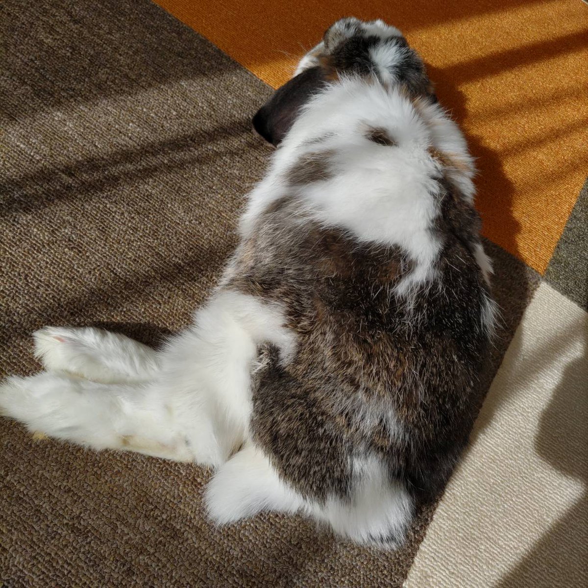 もも♀🍑@うさぎパパ (@momorabbit21) / Posts / X