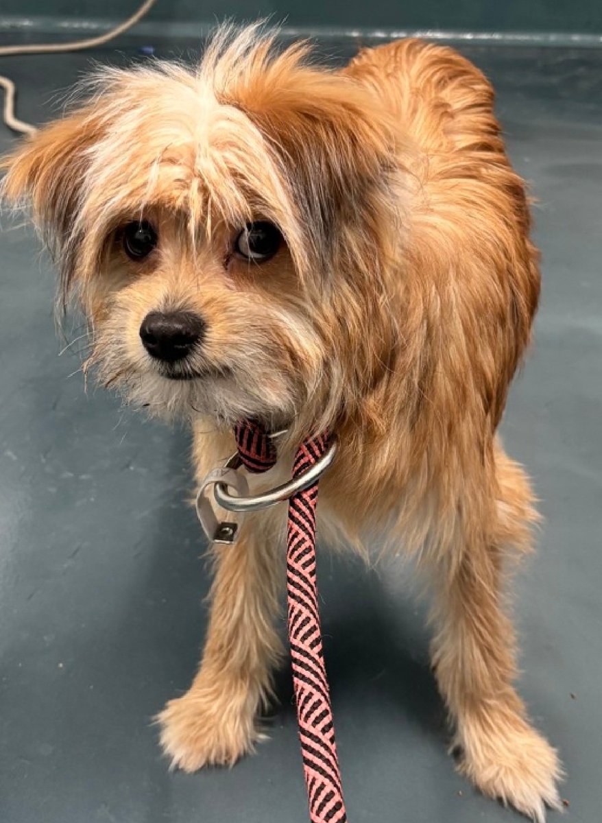 nyc_lilpaws2025's tweet image. Meet Beemo 247450
He is an 11 lb, 1 yr old puppy
Has been at #NYCACC 9 days
Frozen and exhibits fear based behaviors 
#RescueOnly 
Let's find him a good home!
nycacc.app/browse/247450
#Pledge4Rescue #foster #adopt