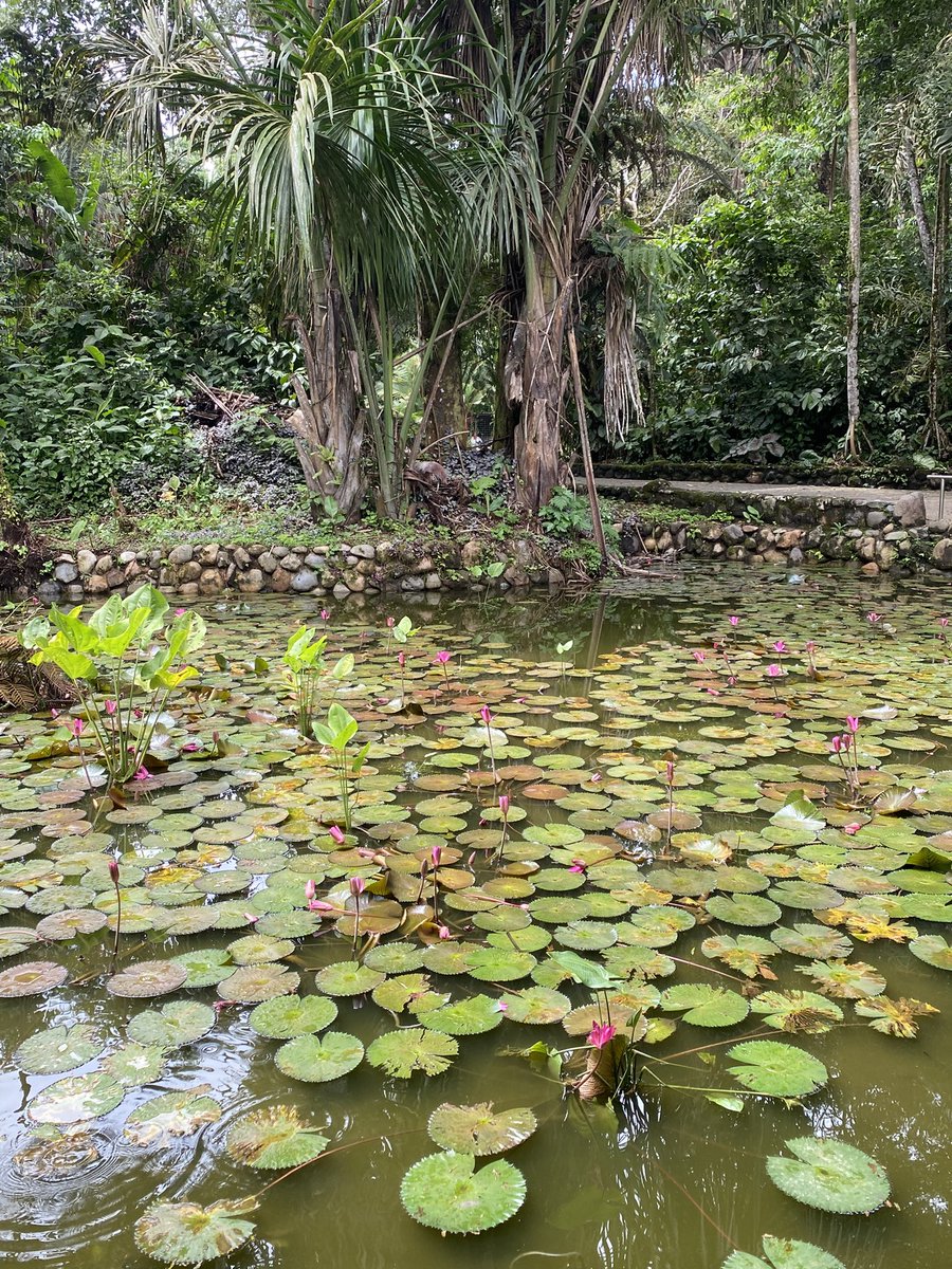 kandra_ze's tweet photo. Lindos días llenos de aprendizaje y naturaleza en la Amazonía ecuatoriana 💚 https://t.co/fuT2BuGGSy