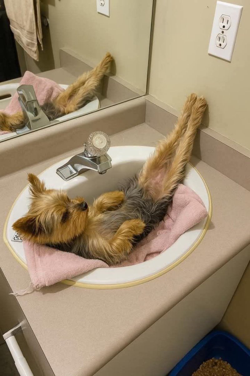 everything dogs 🐶 tweet media