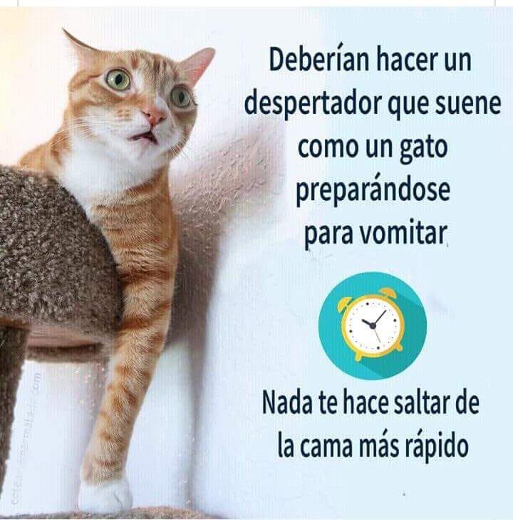 Garros Todo en Gatos tweet media