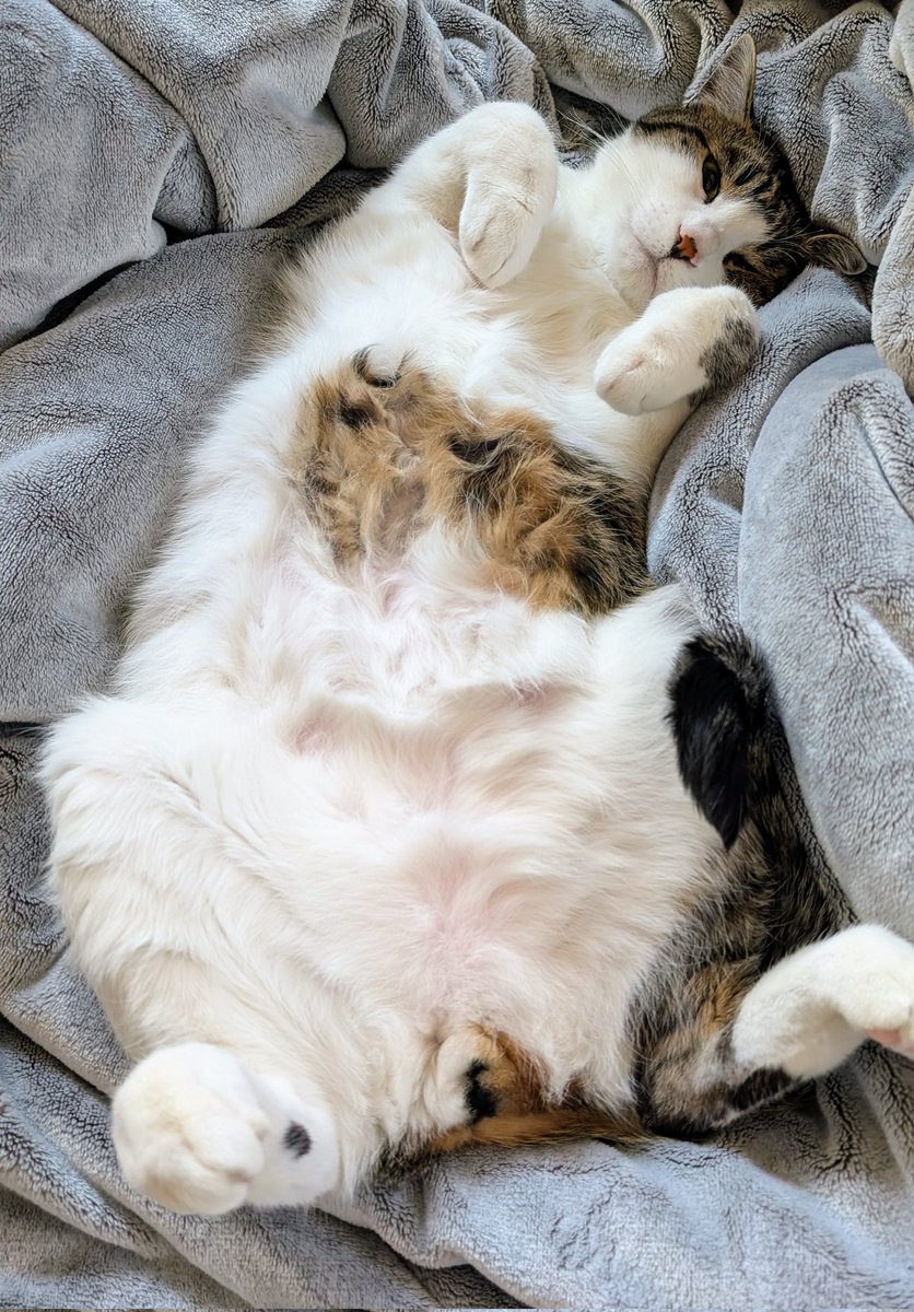 猫の日だぁ!! 
#猫の日