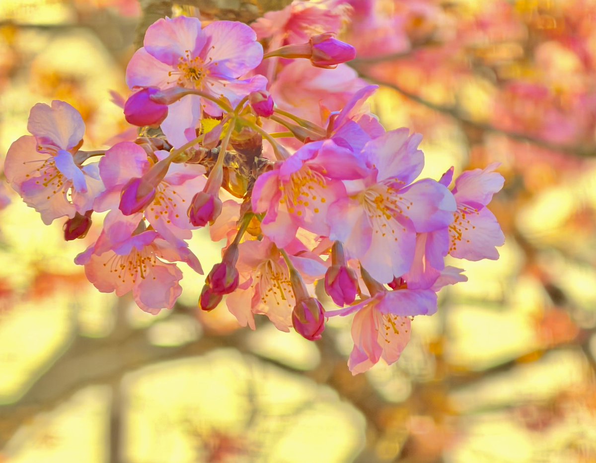 3ttdH6SOVbbcSP2's tweet image. 今日は河津桜🌸