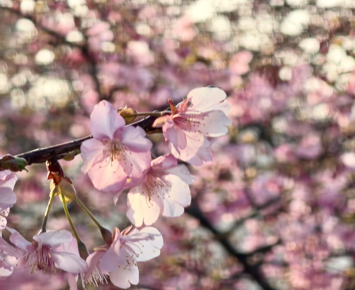 3ttdH6SOVbbcSP2's tweet image. 今日は河津桜🌸