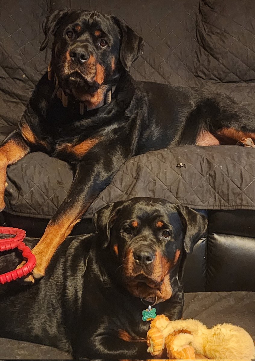 Idc what anyone says. I have the cutest dogs in the world. #Maki #Milli #Rottweilers