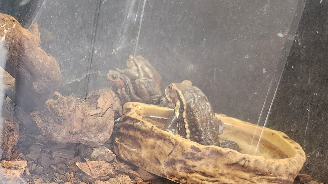 うちの子たちって、いつも重なってるけど、これって普通のことだった